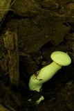 Pleurotus dryinus image