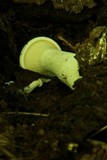 Pleurotus dryinus image