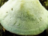 Trametes gibbosa image