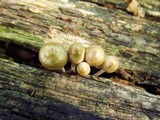 Mycena inclinata image