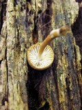 Mycena inclinata image