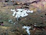 Ceratiomyxa fruticulosa var. fruticulosa image