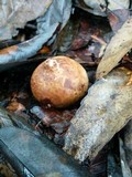 Geastrum lageniforme image