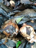 Geastrum lageniforme image