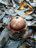 Geastrum lageniforme image