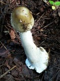 Amanita brunnescens image
