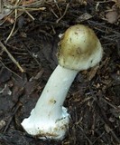 Amanita brunnescens image