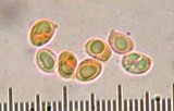 Harmajaea harperi image