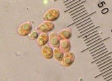 Harmajaea harperi image