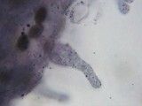 Conocybe cyanopus image