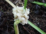 Helvellosebacina concrescens image