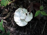 Abortiporus biennis image