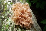 Phaeotremella foliacea image