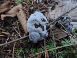 Phellodon niger image