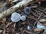 Phellodon niger image