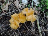 Craterellus lutescens image