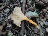 Craterellus lutescens image