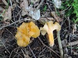 Craterellus lutescens image