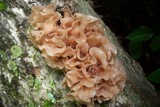 Phaeotremella foliacea image