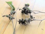 Taphrina robinsoniana image