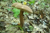 Tylopilus rubrobrunneus image