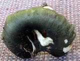 Russula viridella image