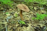 Tylopilus rubrobrunneus image