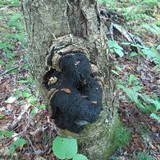 Inonotus obliquus image