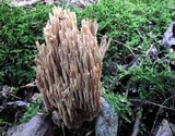 Ramaria stricta image