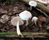 Hygrophorus eburneus image