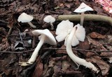 Hygrophorus eburneus image