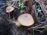 Callistosporium luteo-olivaceum image