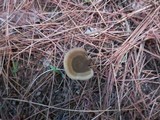 Coltricia perennis image