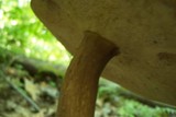 Tylopilus rubrobrunneus image
