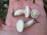 Clitopilus prunulus image