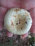 Lactarius deceptivus image