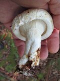 Lactarius deceptivus image