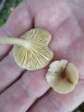 Lactarius griseus image