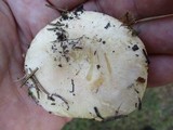 Russula ballouii image