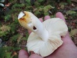 Russula ballouii image