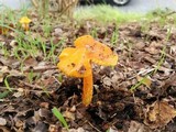 Hygrocybe acutoconica image