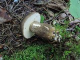Retiboletus nigerrimus image