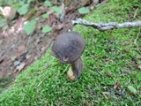 Retiboletus nigerrimus image