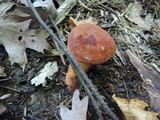 Boletus luridus image