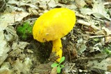 Pulveroboletus ravenelii image