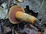 Boletus luridus image