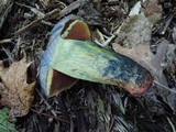 Boletus luridus image