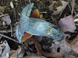 Boletus luridus image