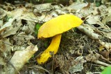 Pulveroboletus ravenelii image