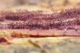 Cribraria cancellata var. cancellata image